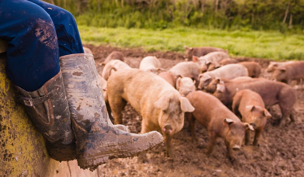 Legs and boots of someone sat on a wall next to field of pigs